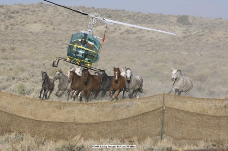 By Carol Walker (courtesy of the American Wild Horse Preservation Campaign - www.wildhorsepreservation.org